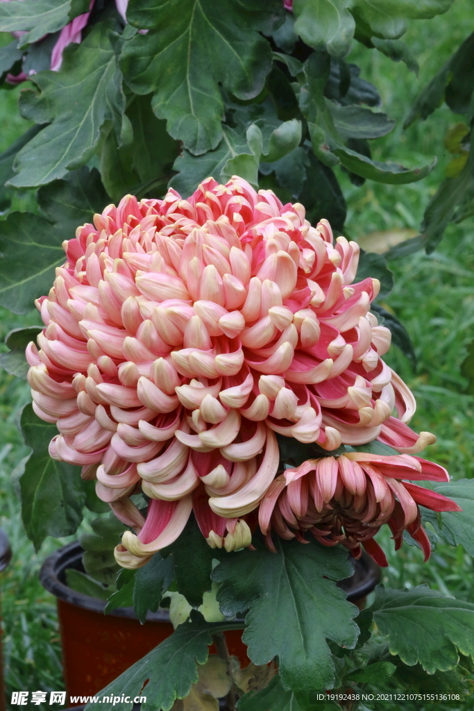 菊花 