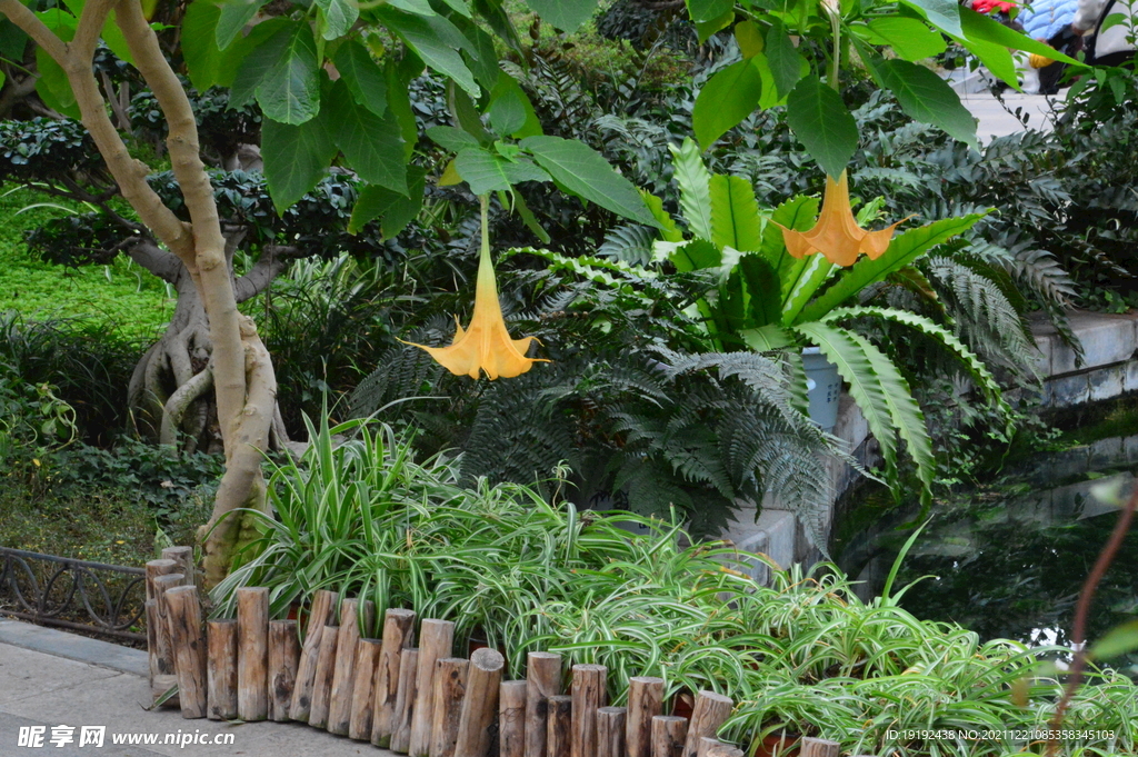 温室花草风景