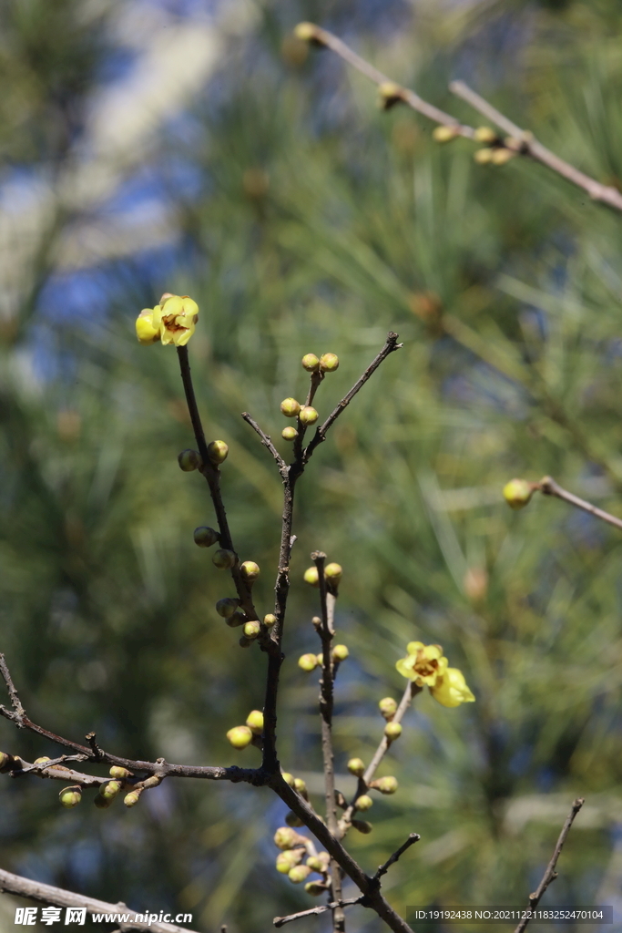 蜡梅花