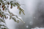 雪松