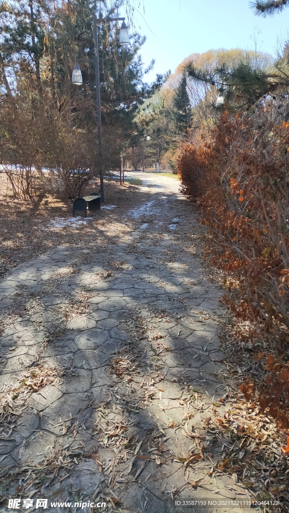 道路  落叶  地面  秋景