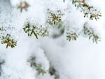 雪