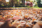 落叶低角度拍摄