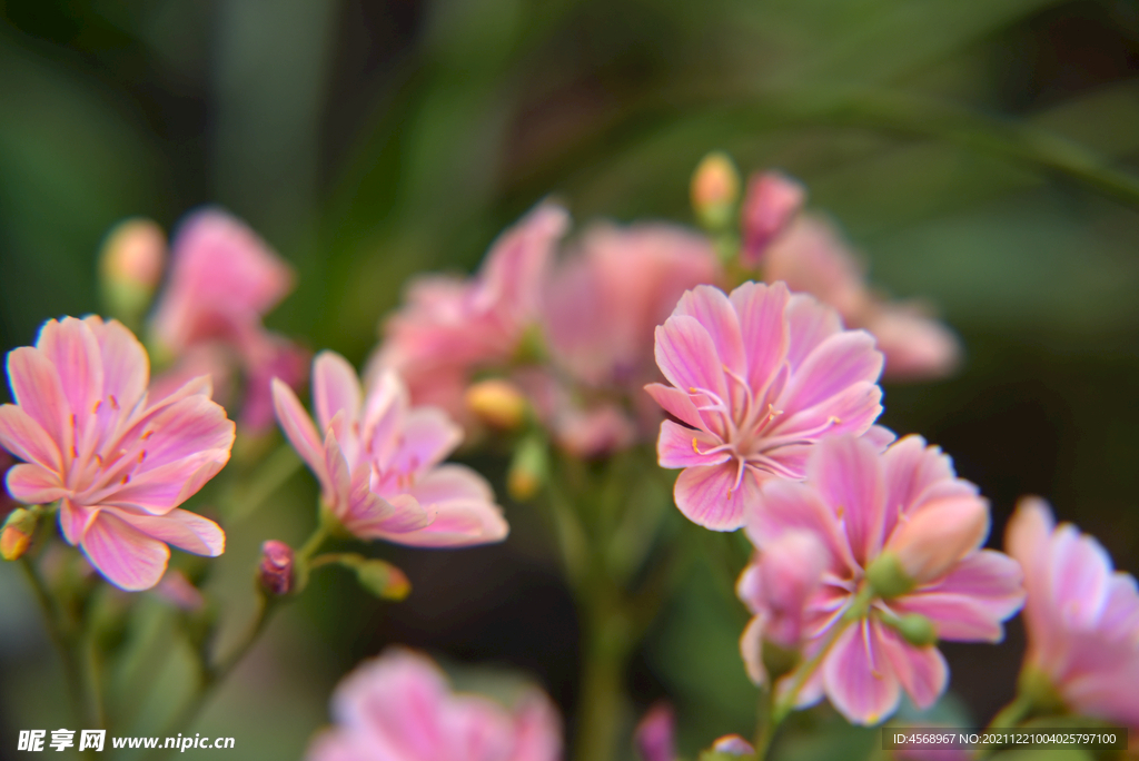 露薇花