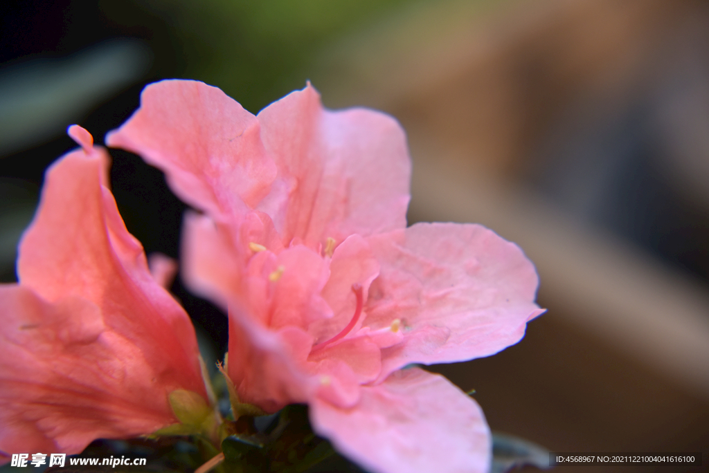 杜鹃花