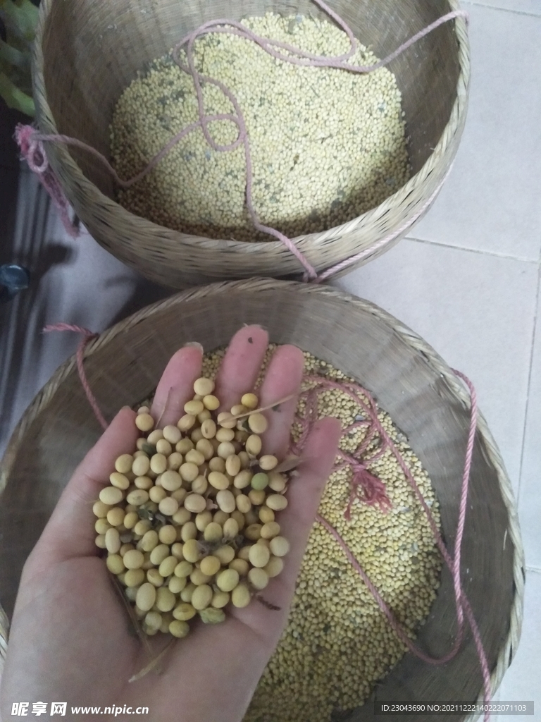 黄豆 