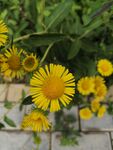 小黄花