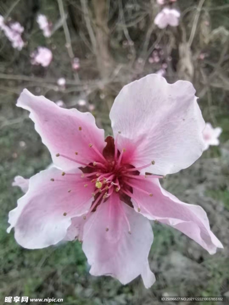 桃花