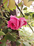 月季花