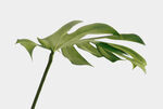 PSD植物素材高端树木元素高清