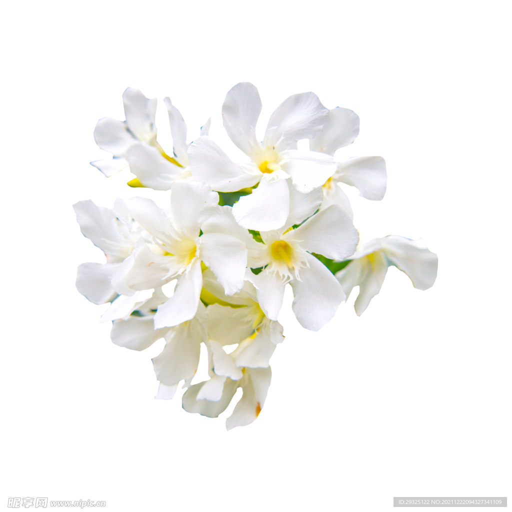 白花 png 透明 图层 素材