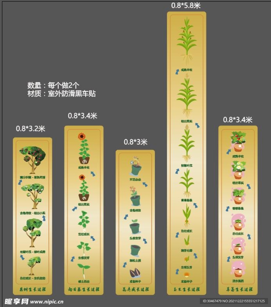 植物的生长过程
