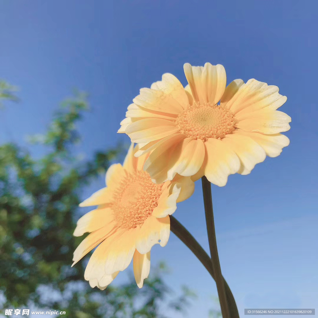 花