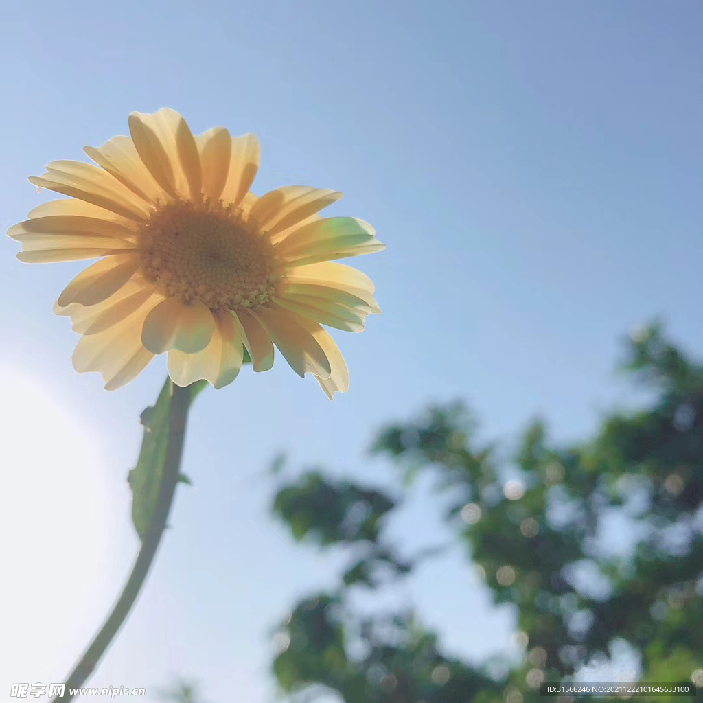 花