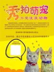猫咪海报