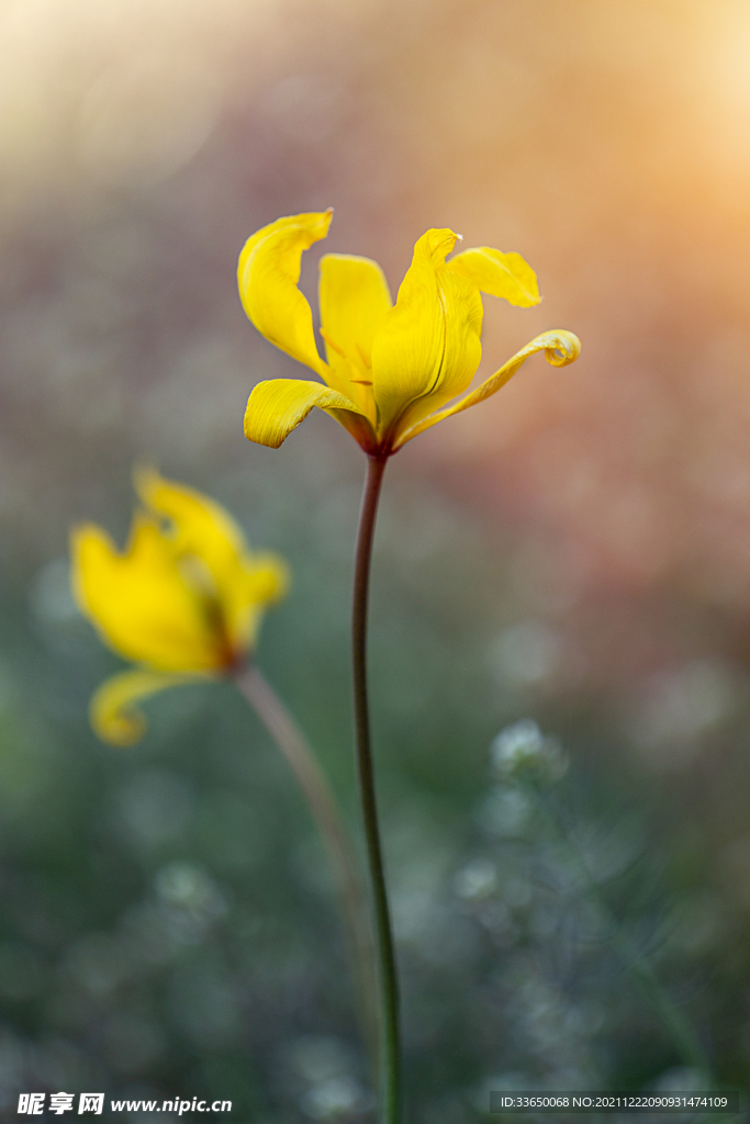 花
