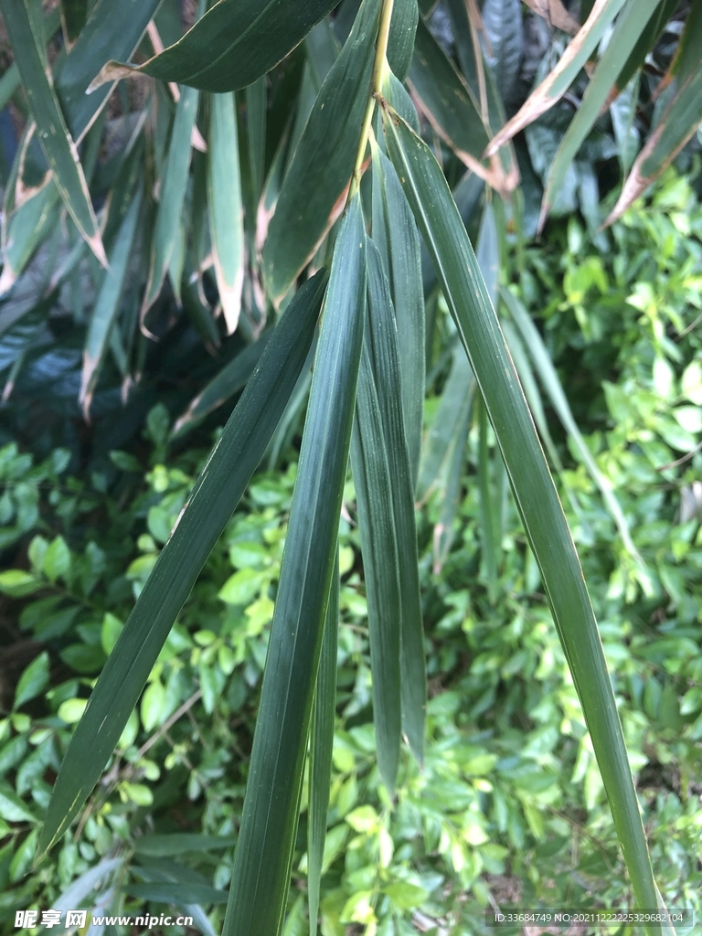 观赏性竹叶子