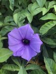 牵牛花