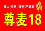 小麦种子手举牌