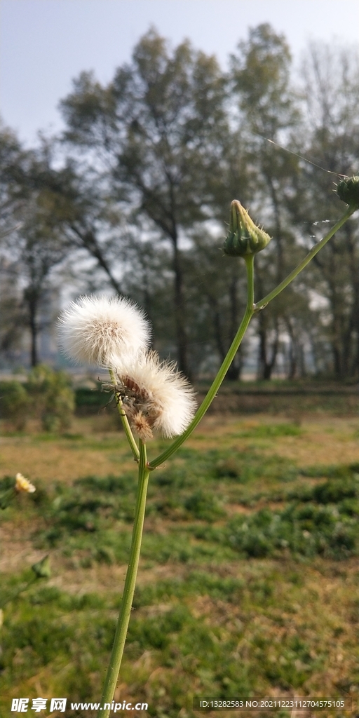 蒲公英图片