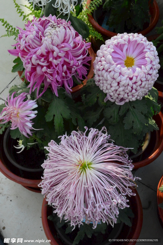 菊花