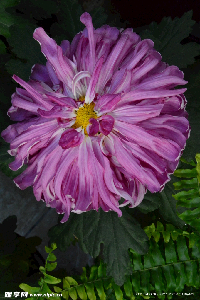 菊花