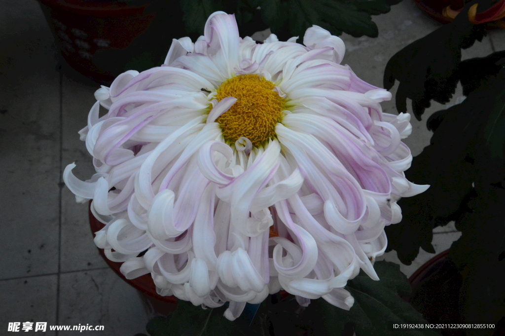 菊花 