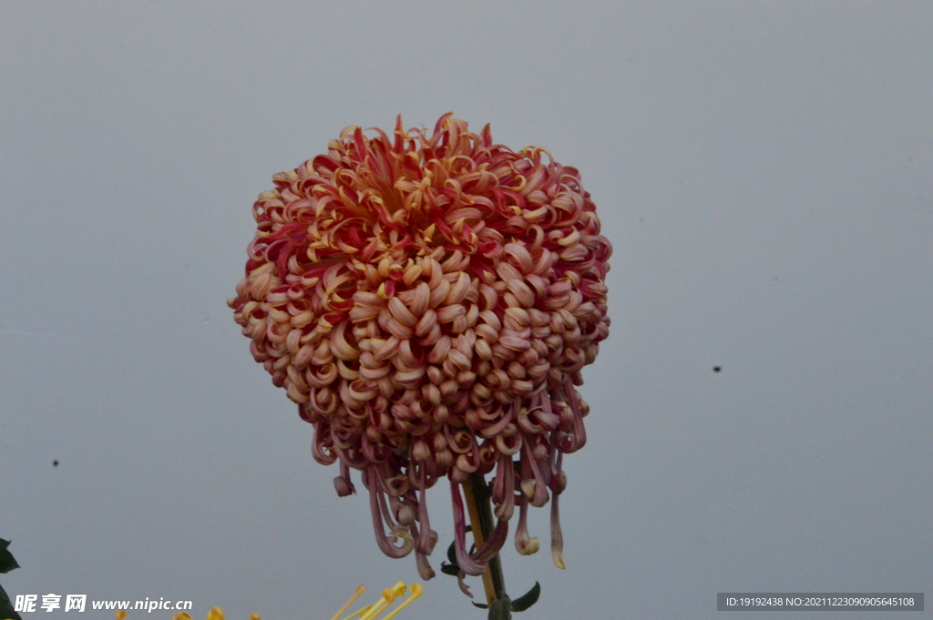 菊花 