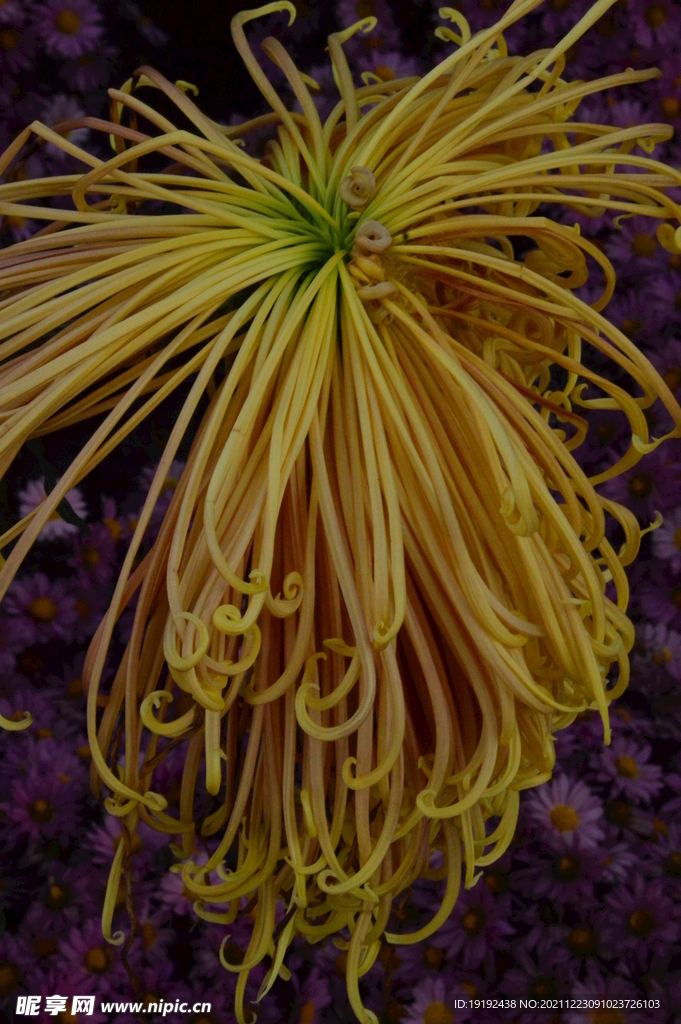 菊花 