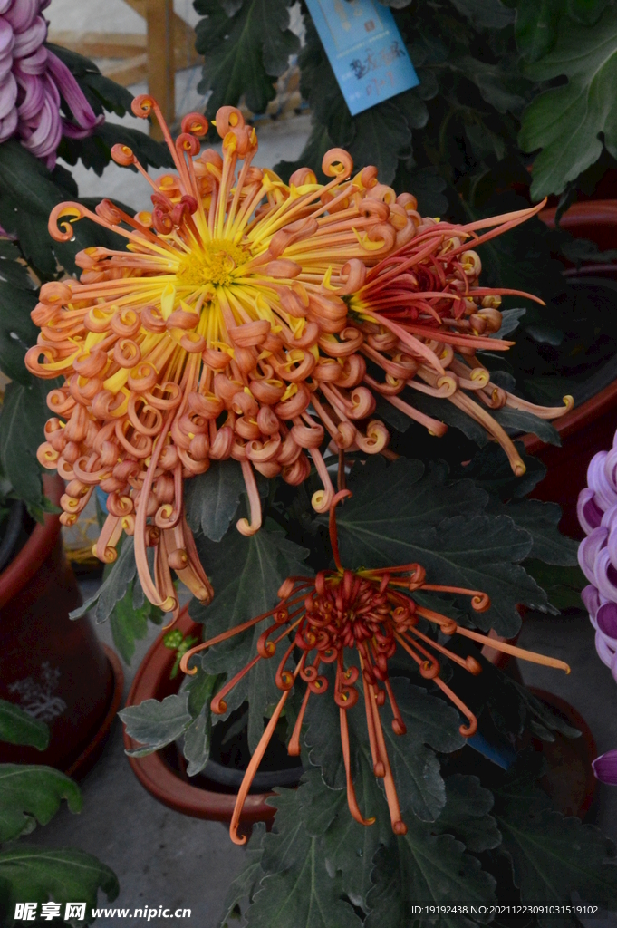 菊花 