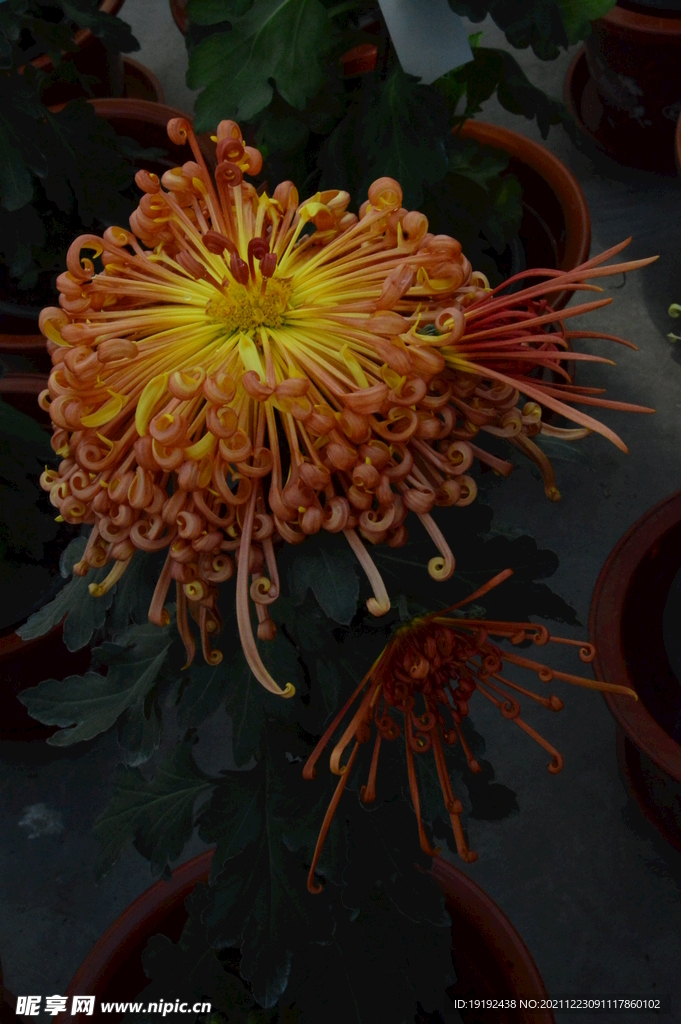 菊花 