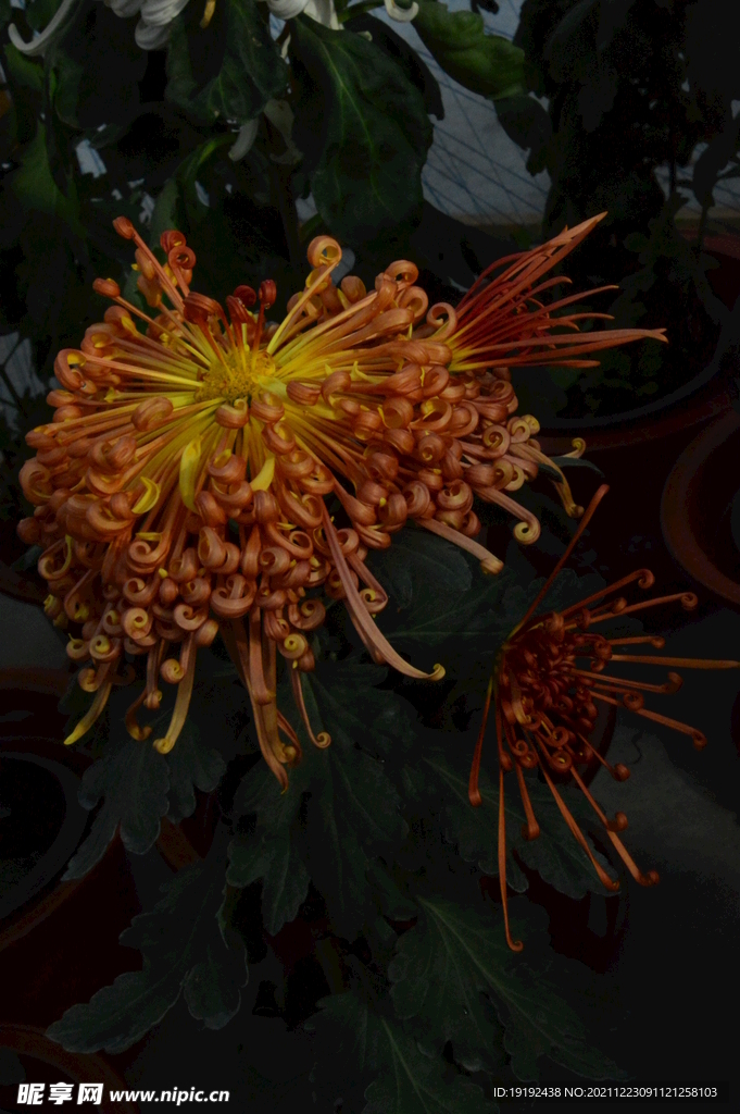 菊花
