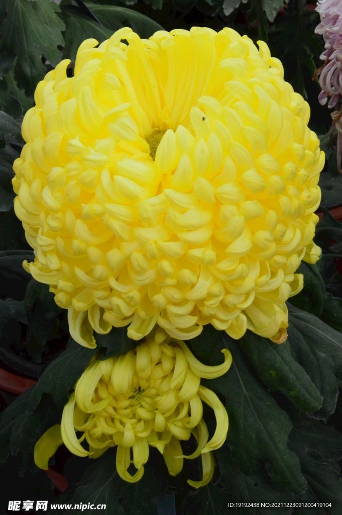 菊花