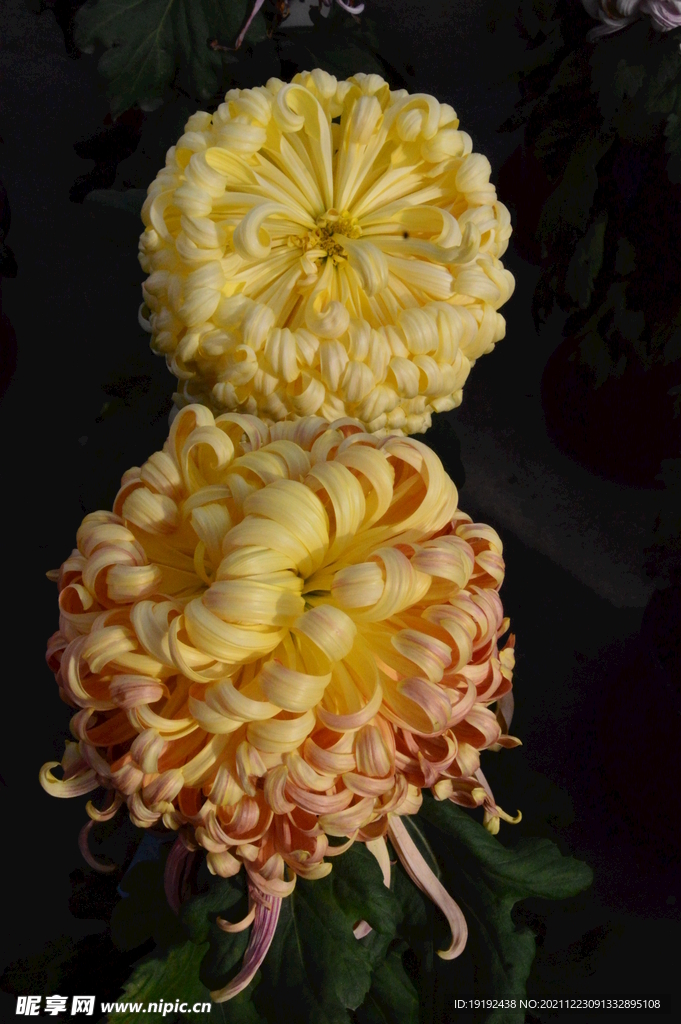 菊花