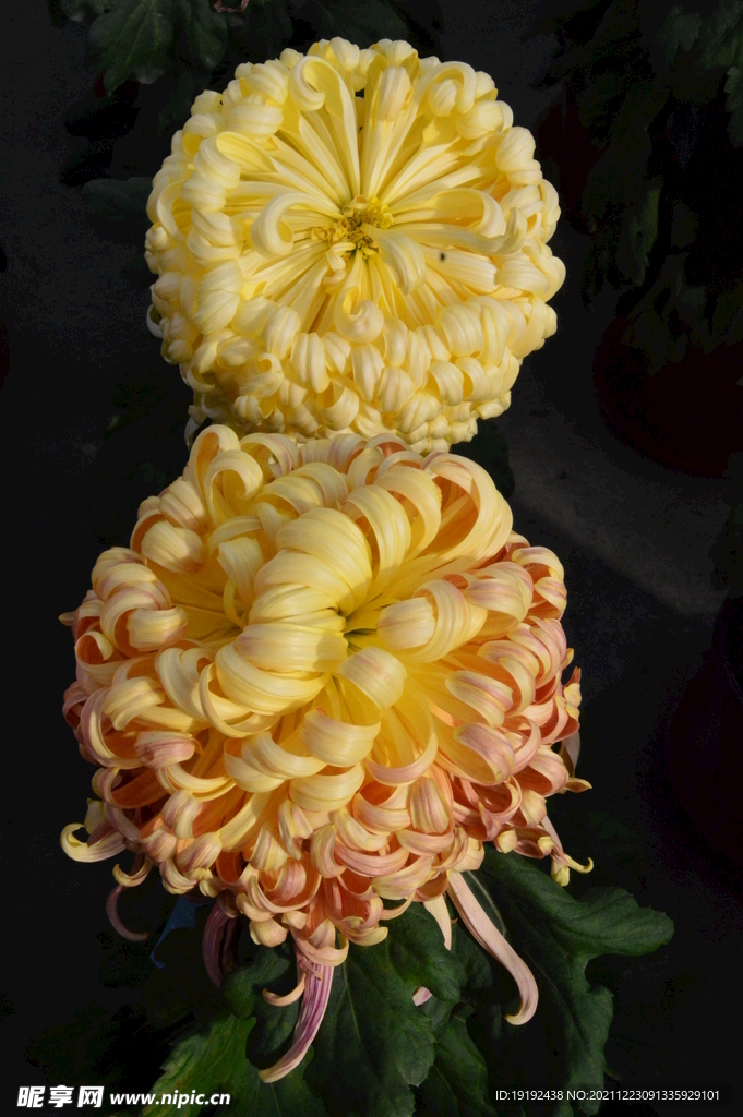 菊花 