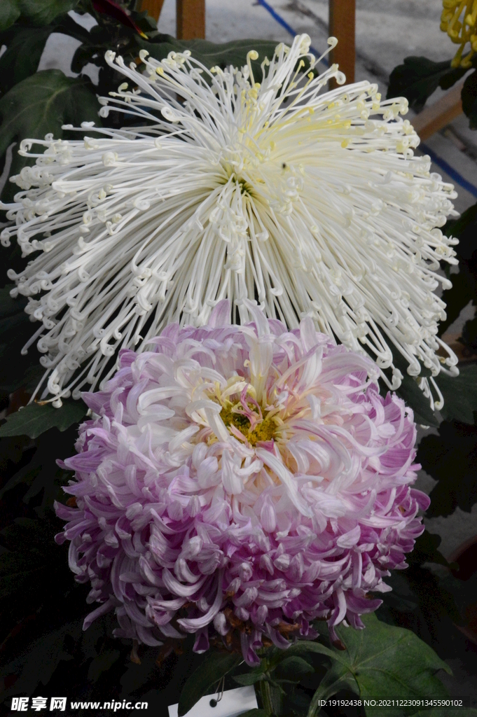 菊花 