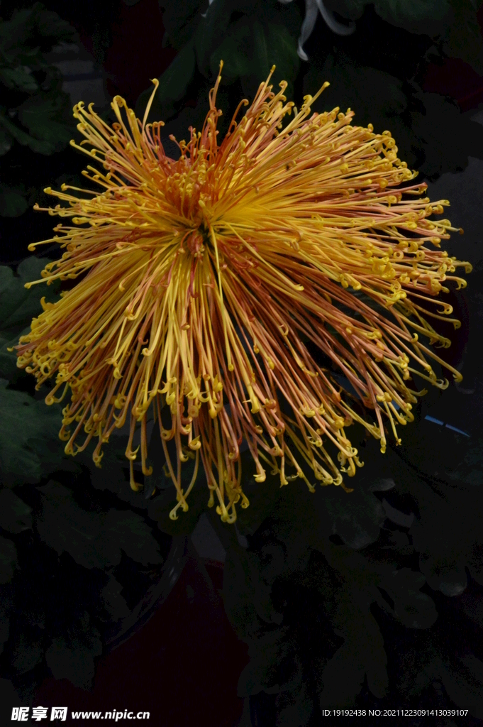 菊花 
