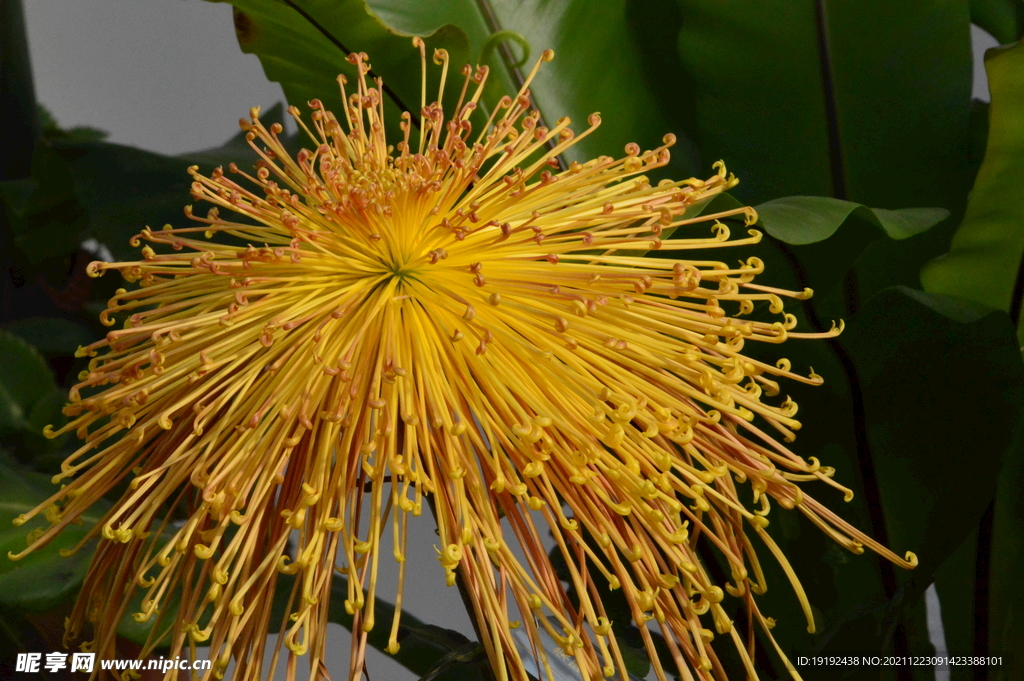 菊花