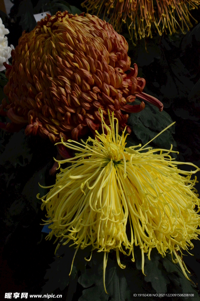 菊花 