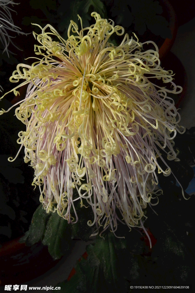 菊花 