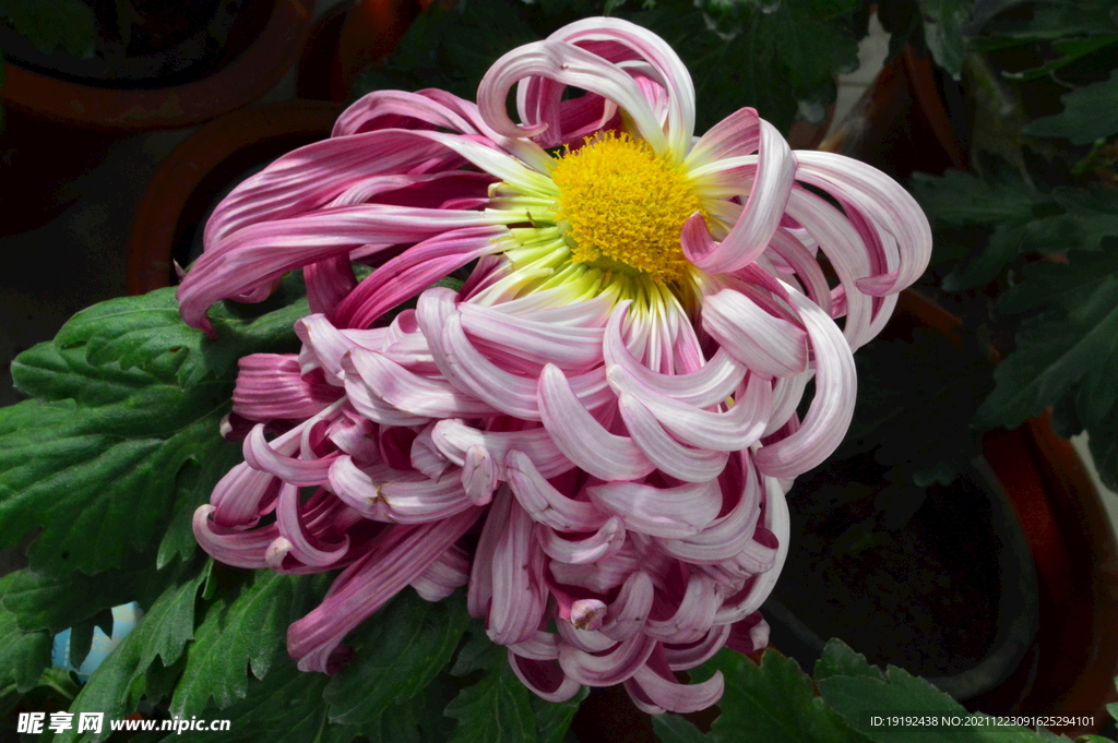 菊花 