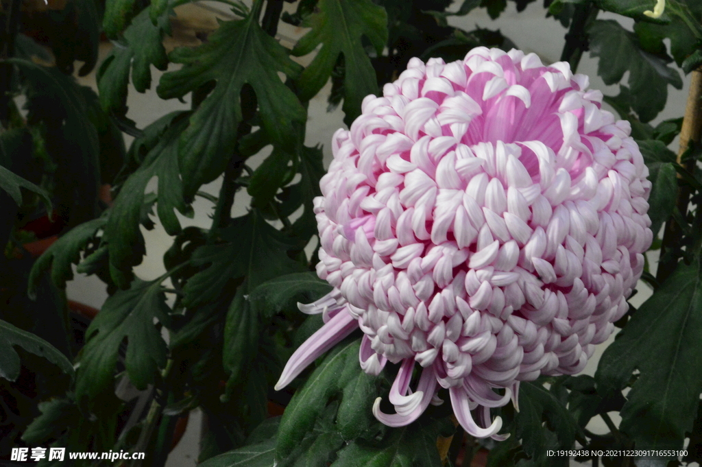 菊花
