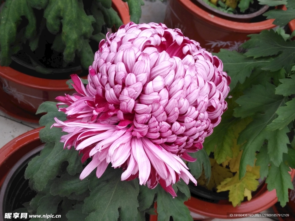 菊花