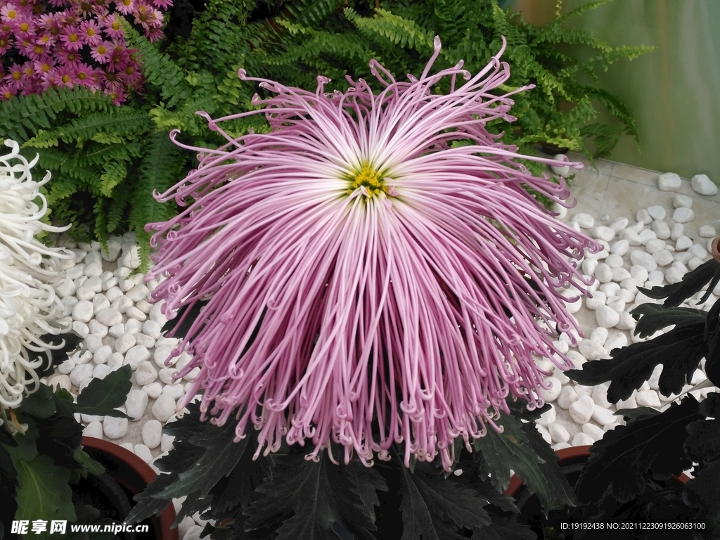 菊花 