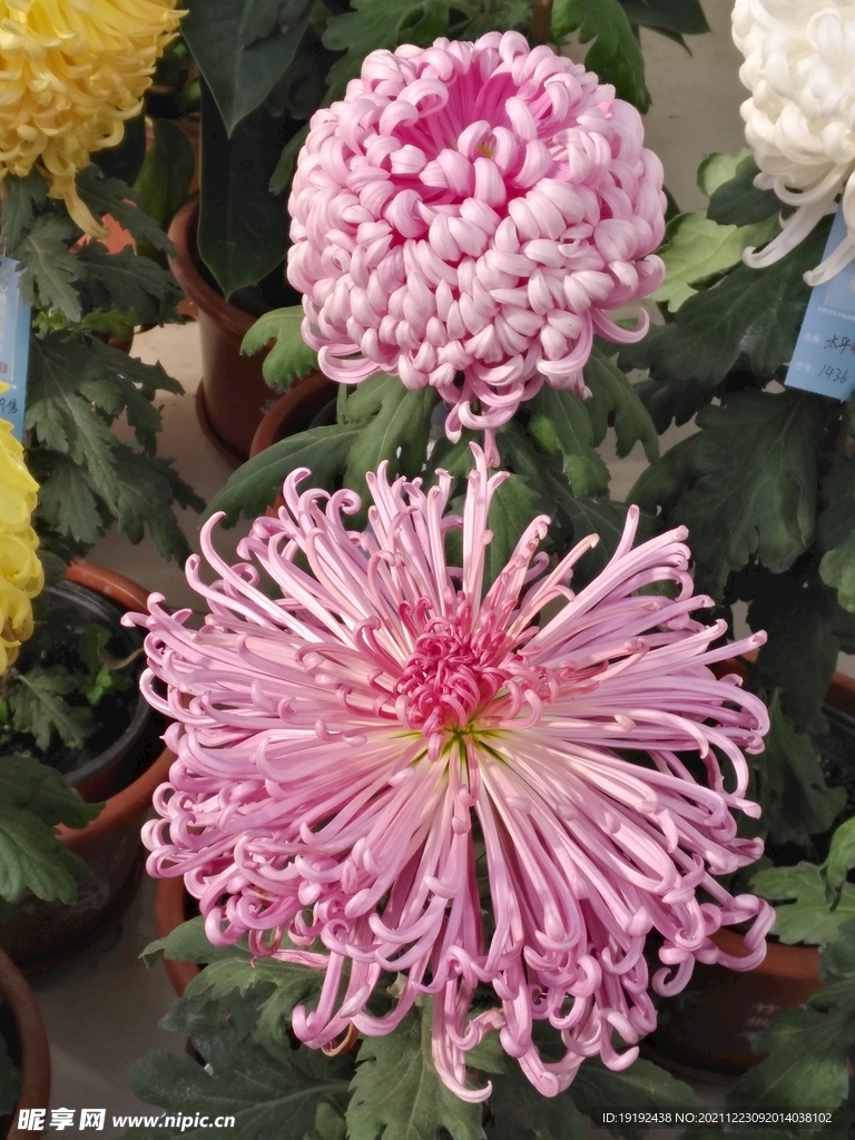 菊花 