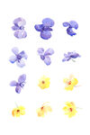 花瓣素材