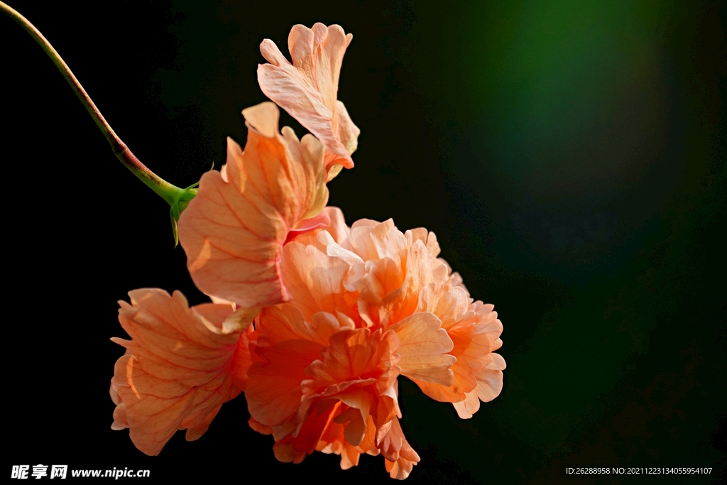 芙蓉