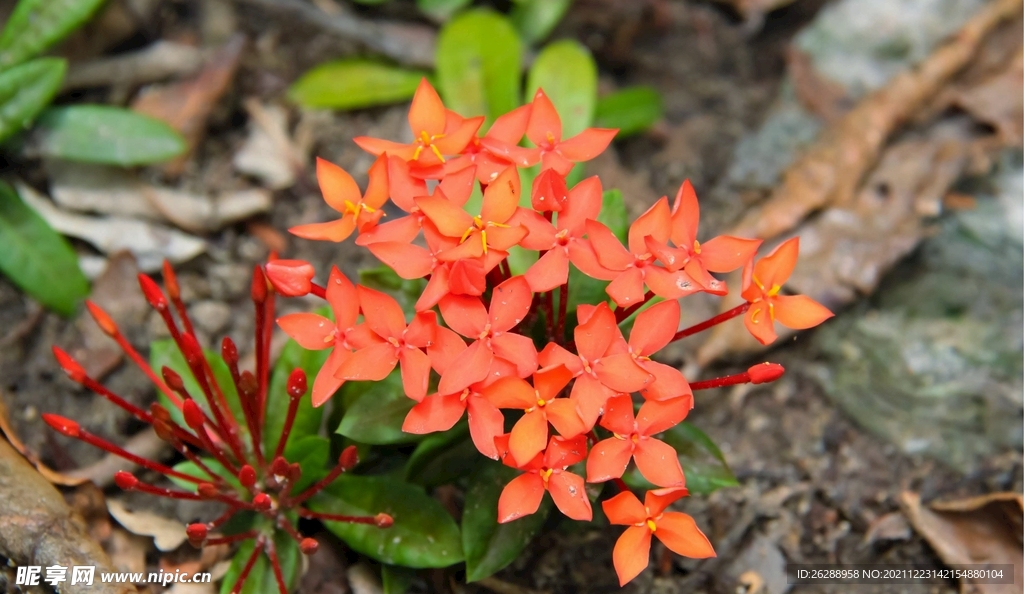 花