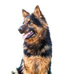 德国牧羊犬          
