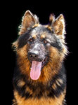 德国牧羊犬          